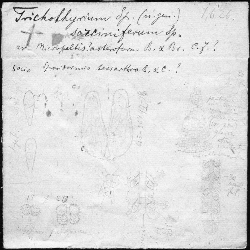 dibujo de Trichothyrium sarciniferum Speg.