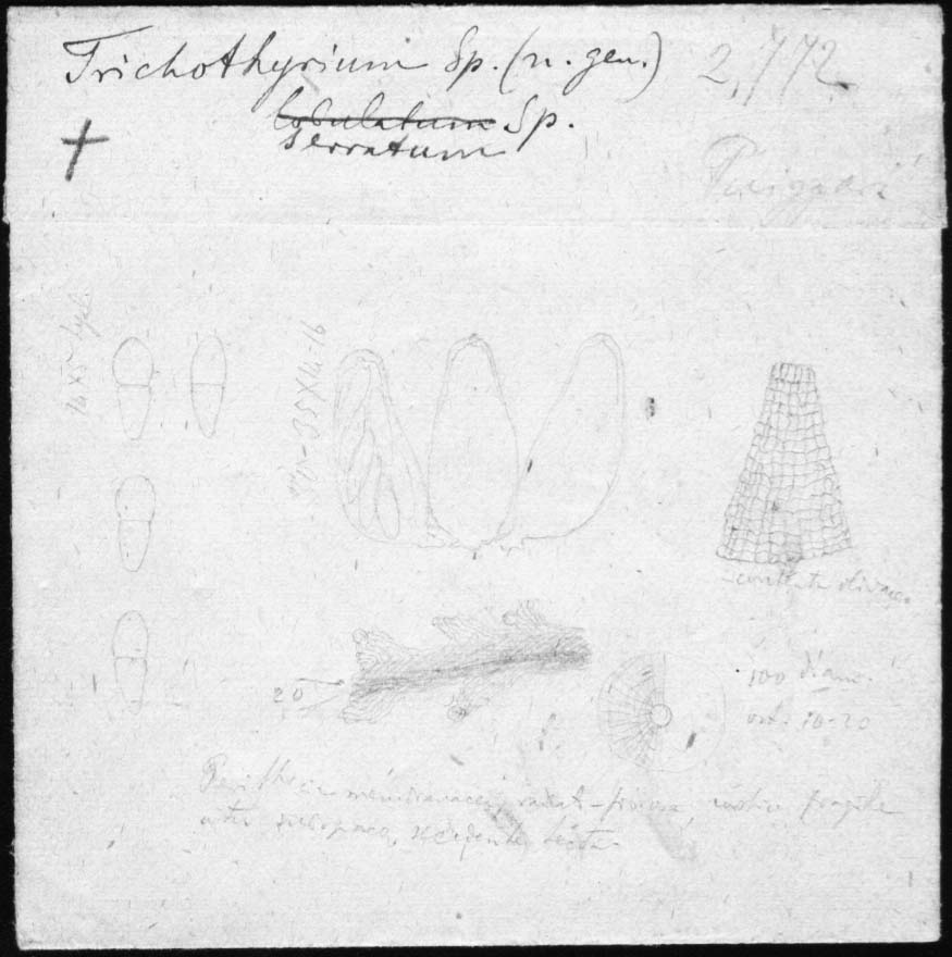 dibujo de Trichothyrium serratum Speg.
