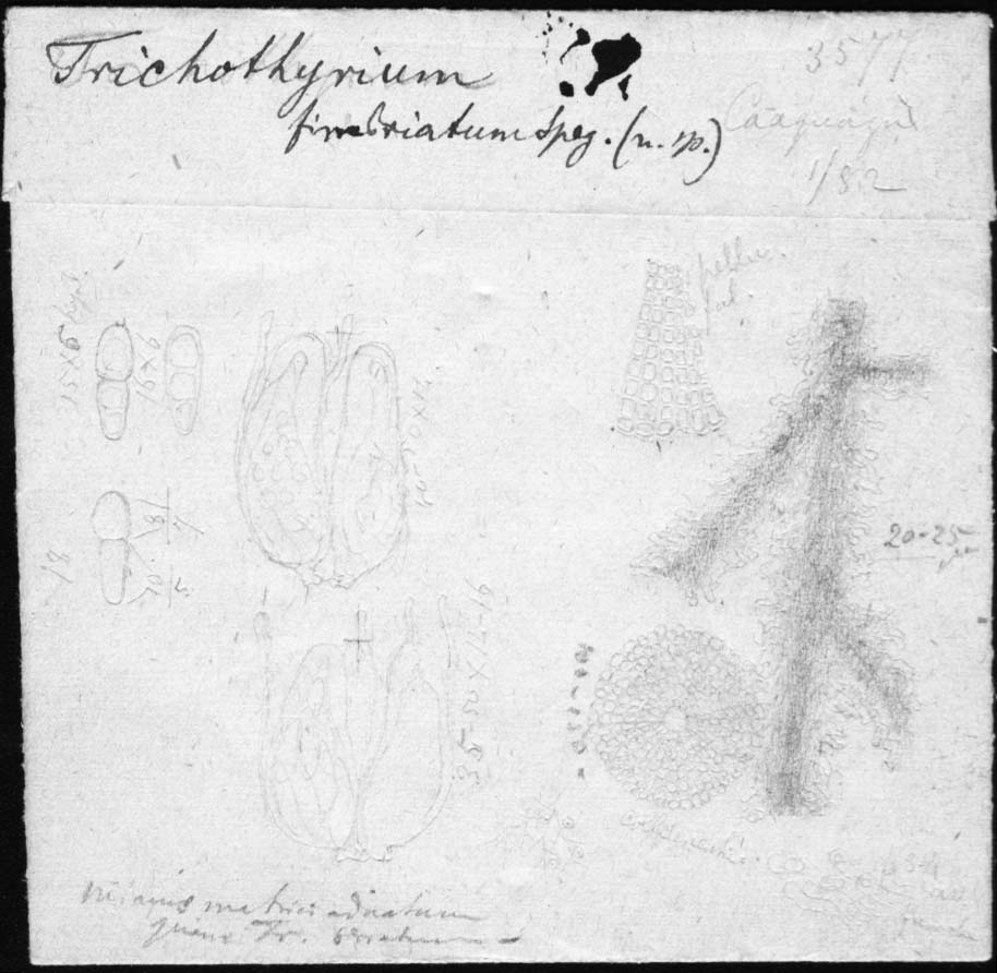 dibujo de Trichothyrium fimbriatum Speg.