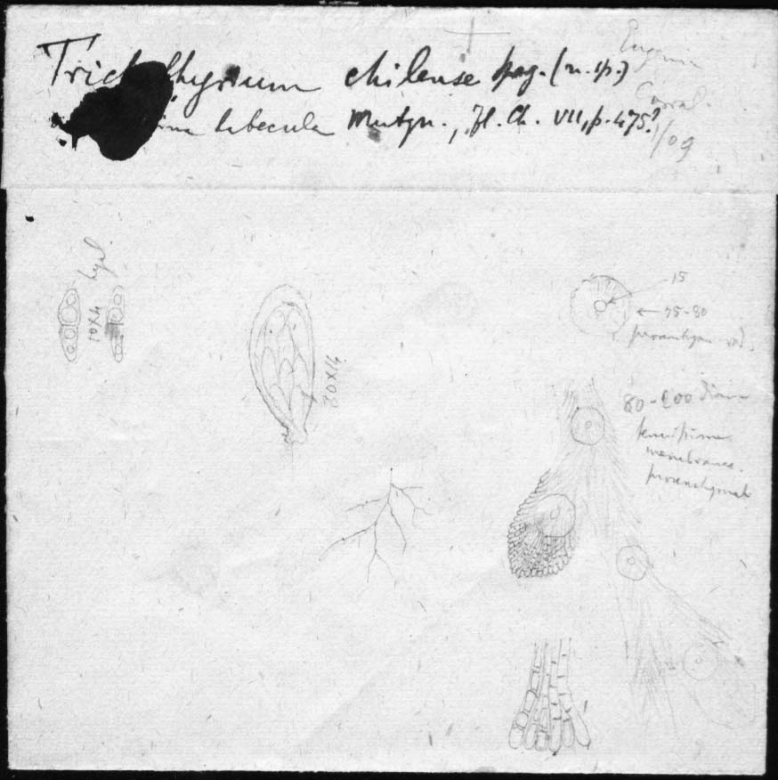 dibujo de Trichothyrium chilense Speg.