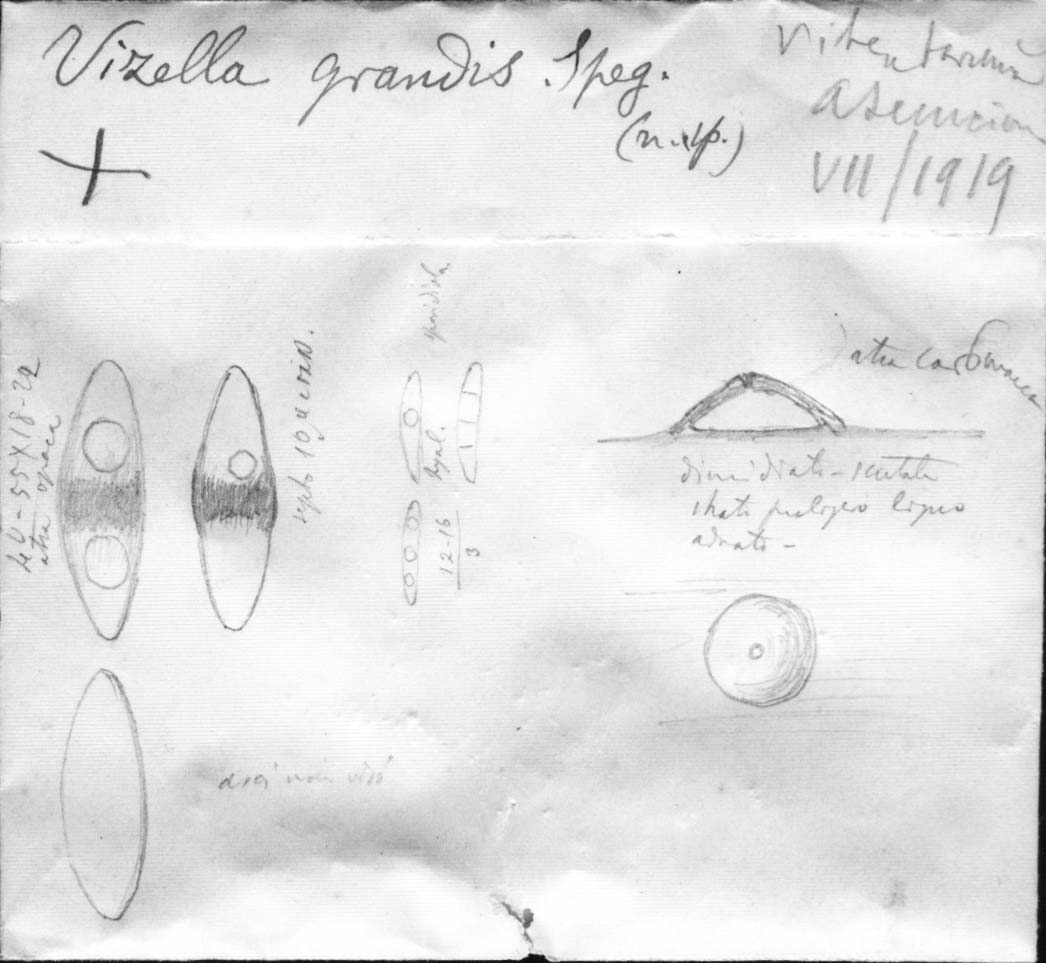 drawing of Vizella grandis Speg.