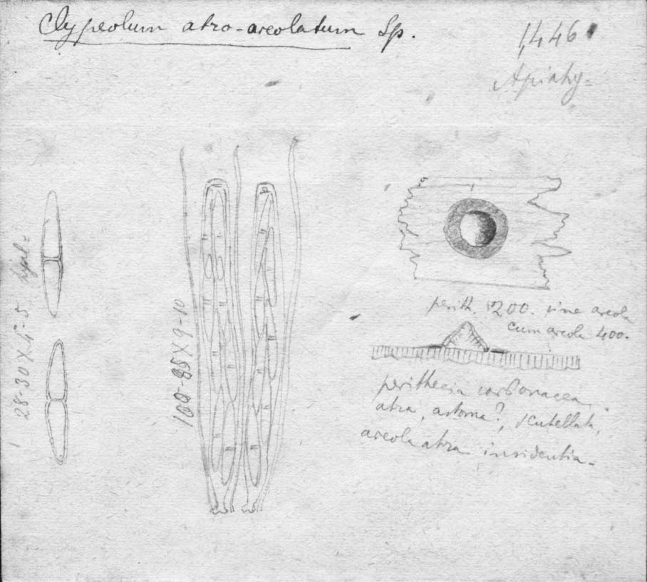 dibujo de Clypeolum atro-areolatum Speg.