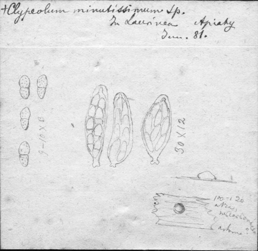 dibujo de Clypeolum minutissimum Speg.