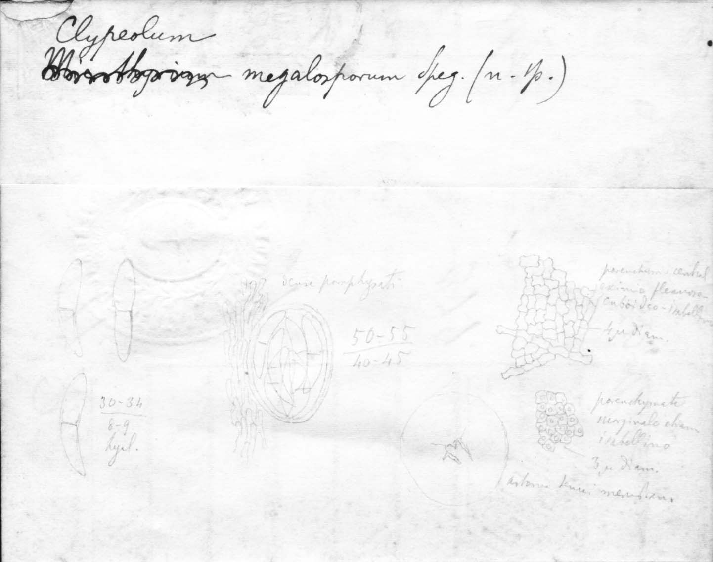 dibujo de Clypeolum megalosporum Speg.