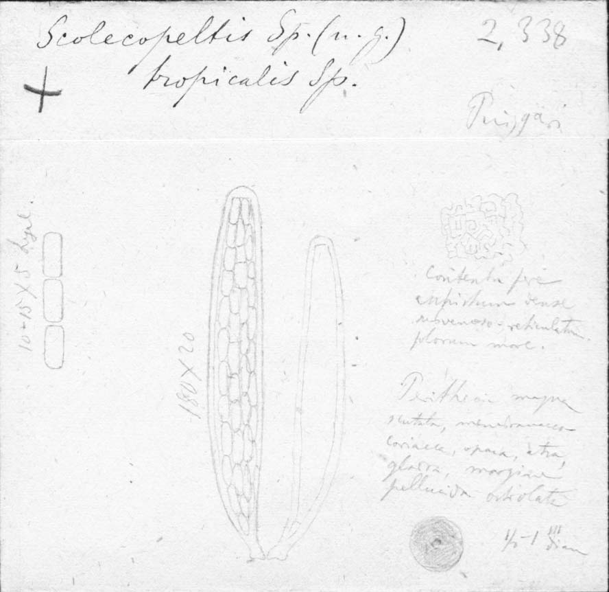 dibujo de Scolecopeltis tropicalis Speg.