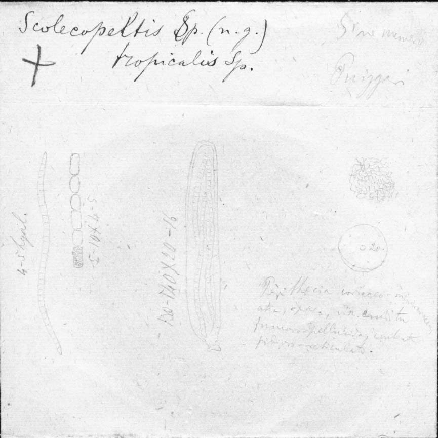 dibujo de Scolecopeltis tropicalis Speg.