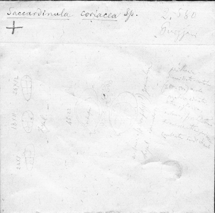 dibujo de Saccardinula coriacea Speg.