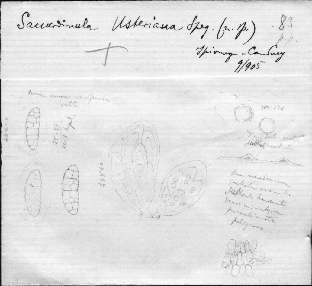 dibujo de Saccardinula usteriana Speg.