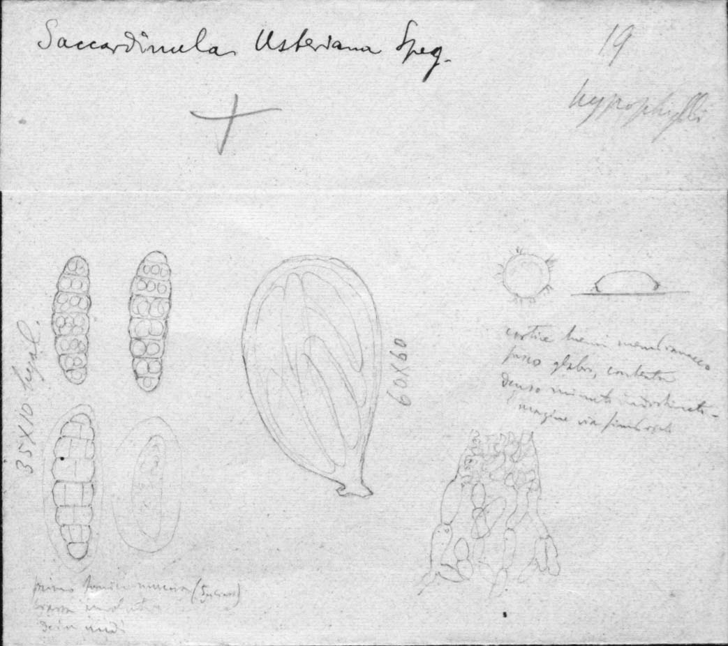 dibujo de Saccardinula usteriana Speg.