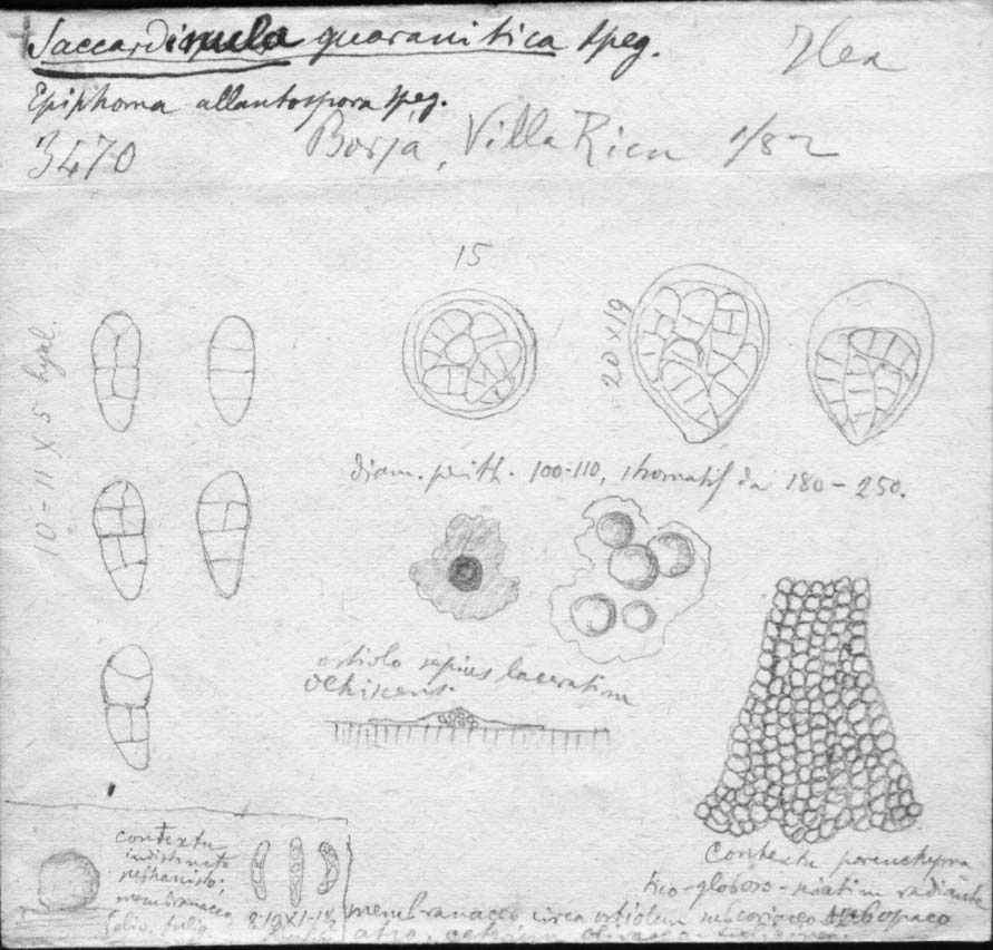 dibujo de Saccardinula guaranitica Speg.