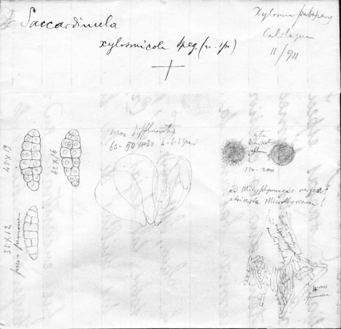 dibujo de Saccardinula xylosmicola Speg.