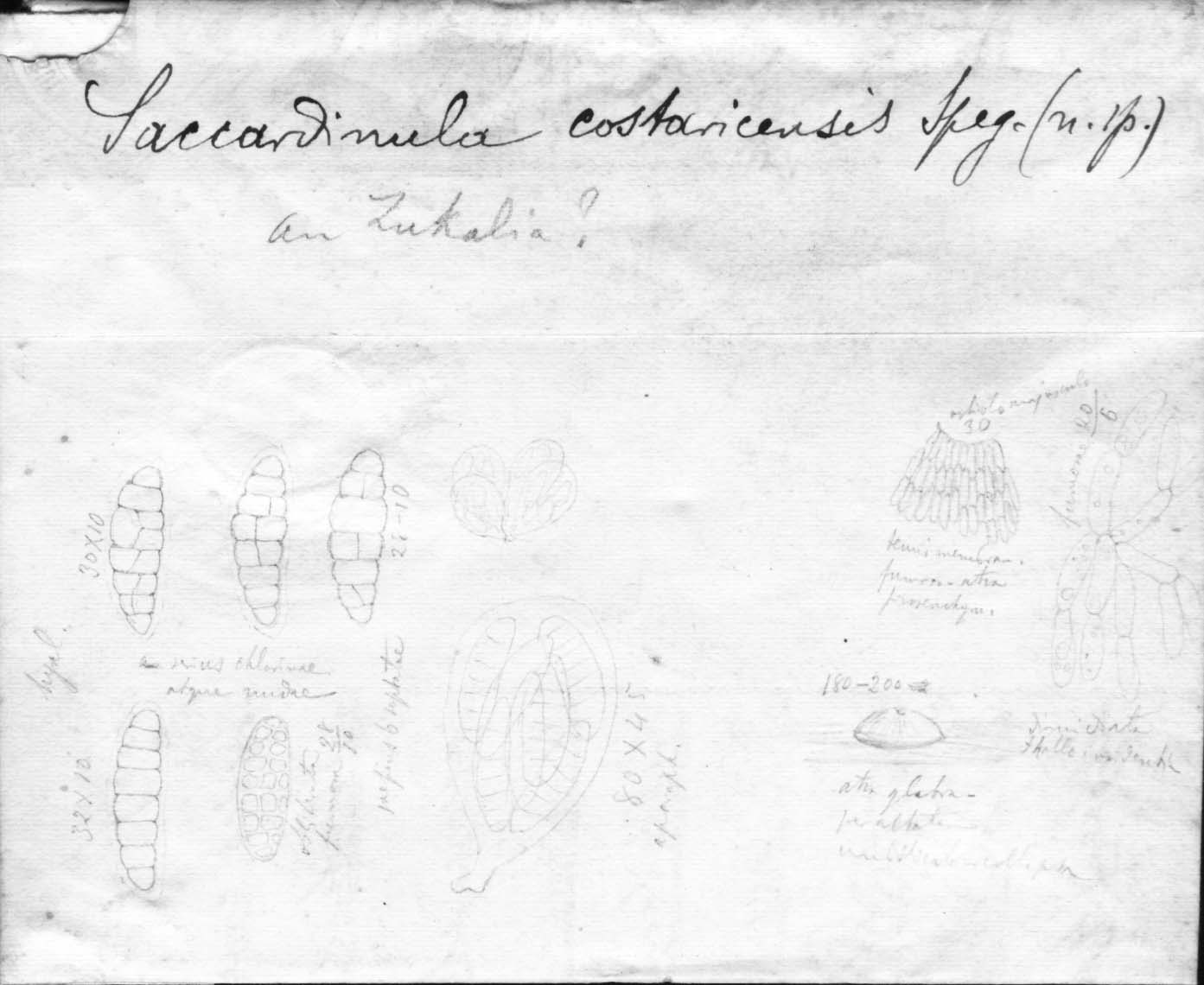 dibujo de Saccardinula costaricensis Speg.