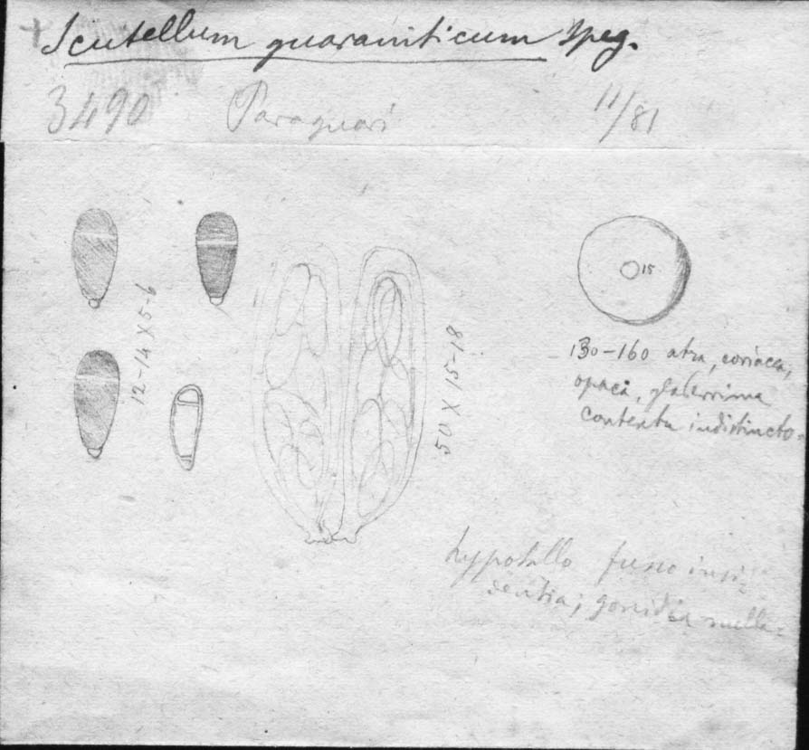 dibujo de Scutellum guaraniticum Speg.