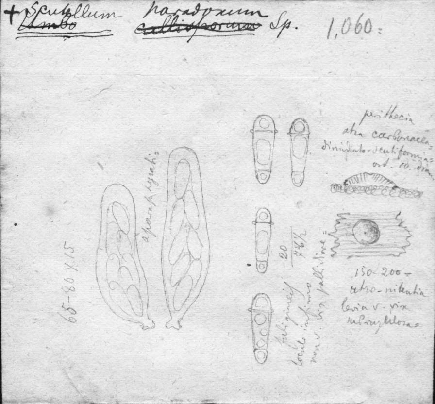 dibujo de Scutellum paradoxum Speg.