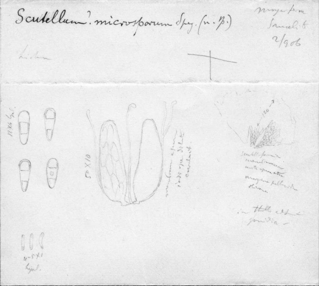 dibujo de Scutellum microsporum Speg.
