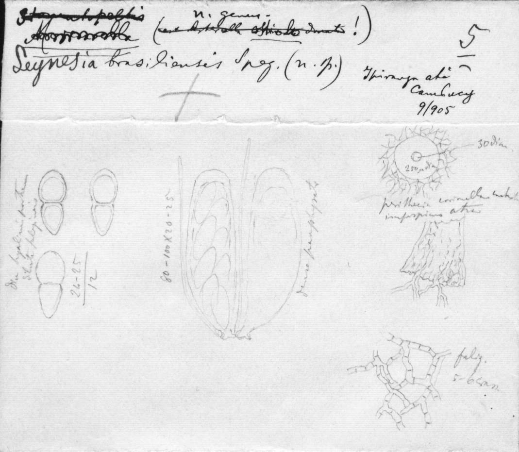 dibujo de Seynesia brasiliensis Speg.