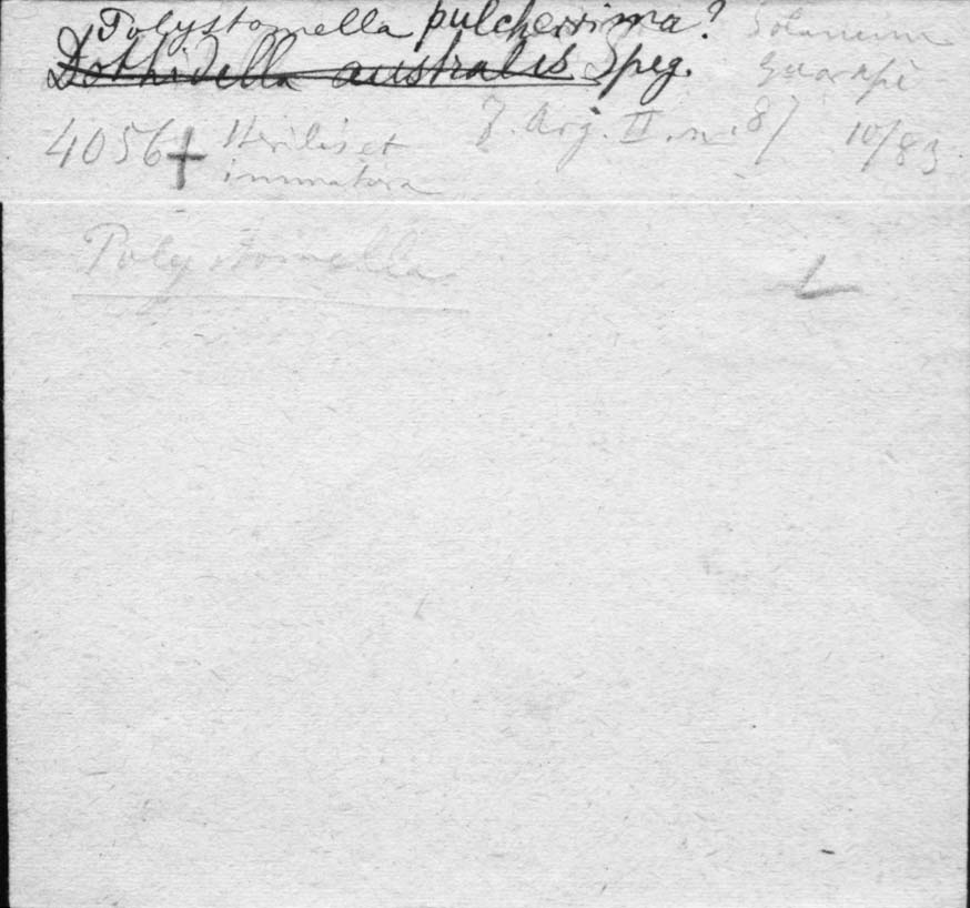 dibujo de Polystomella pulcherrima Speg.