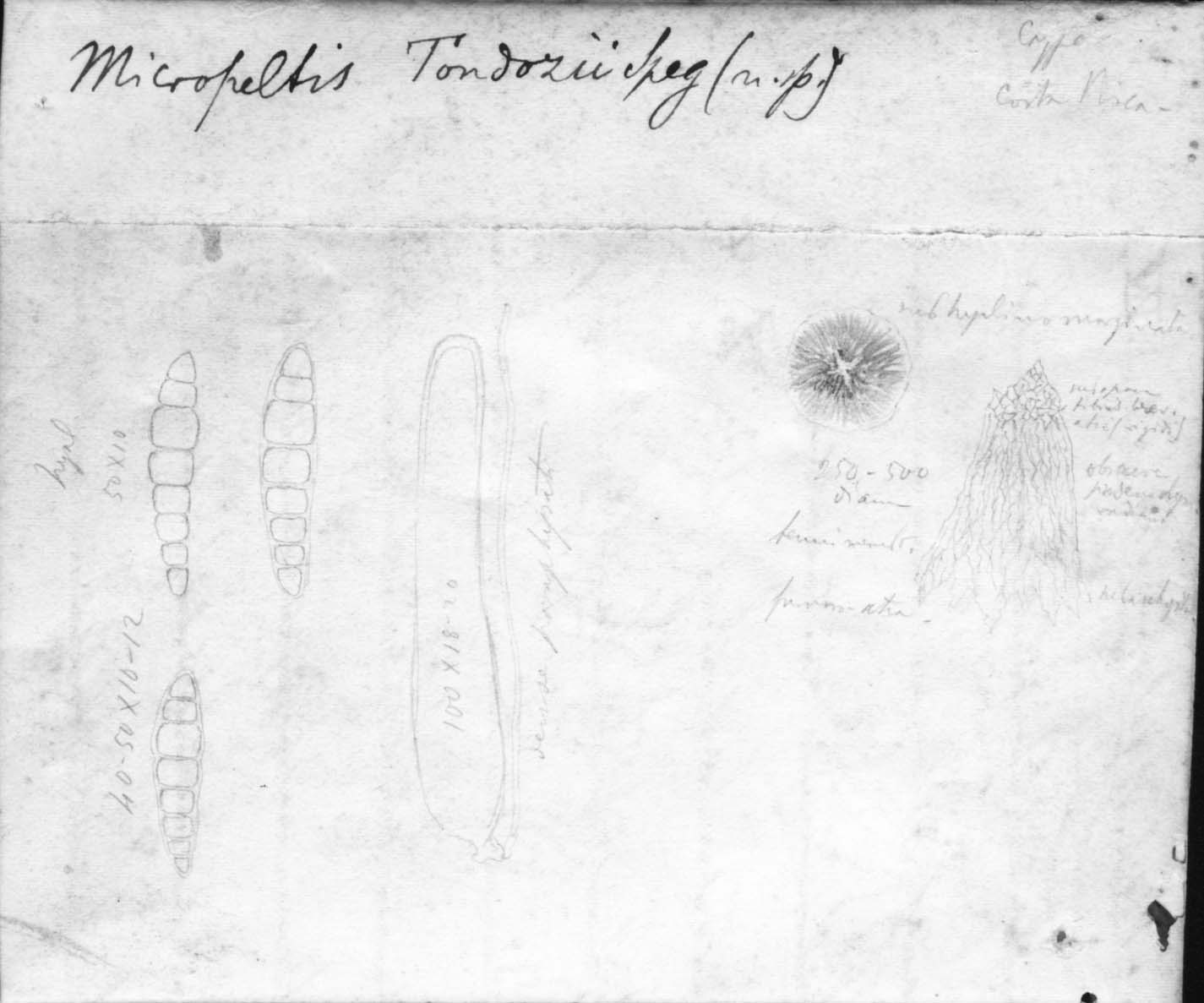 dibujo de Micropeltidium tonduzii (Speg.) Speg.
