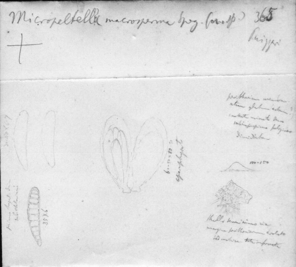 dibujo de Parapeltella macrosperma Speg.