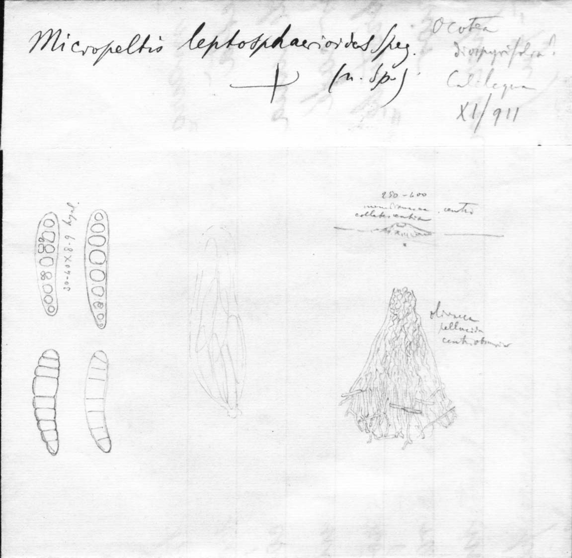 dibujo de Micropeltis leptosphaerioides Speg.