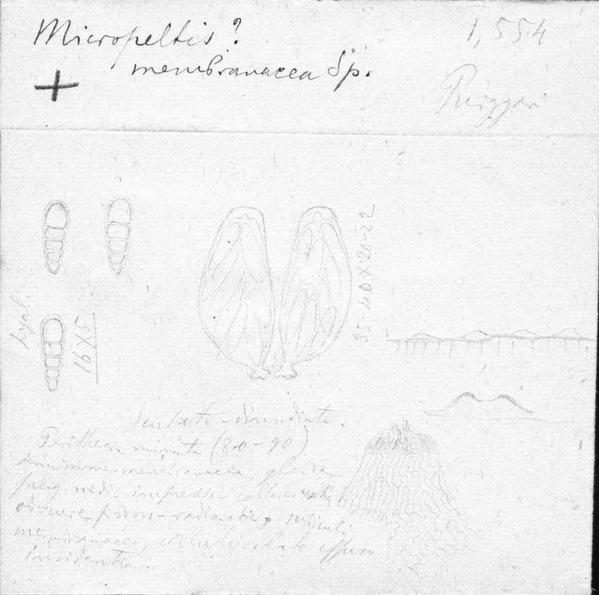 dibujo de Micropeltis membranaceae Speg.