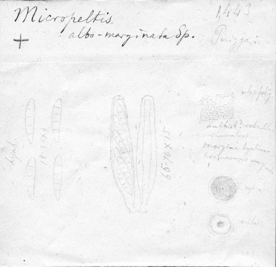 dibujo de Micropeltis albomarginata Speg.