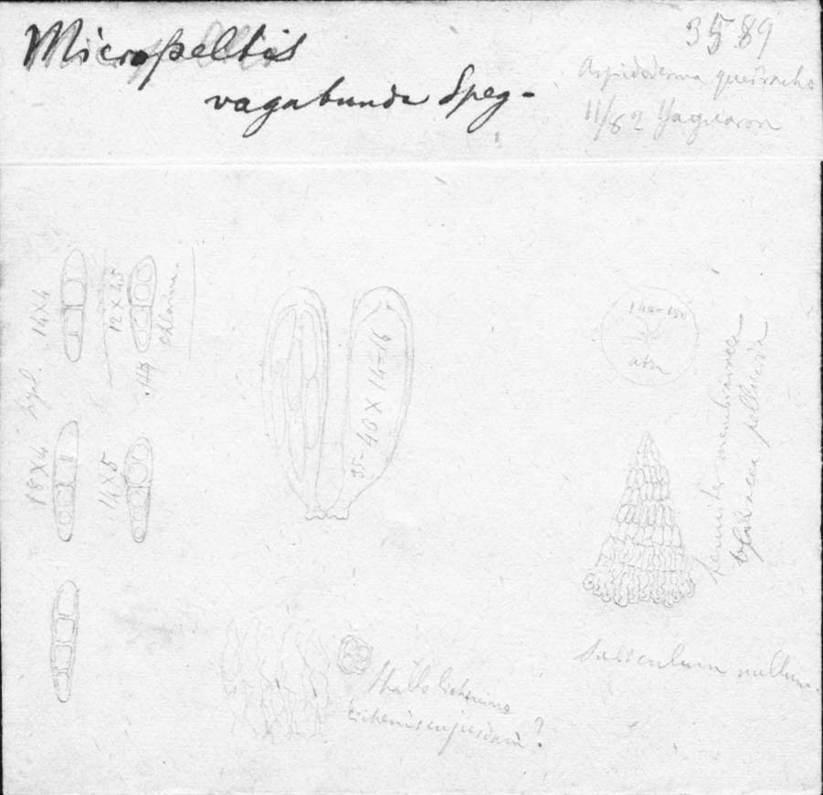 dibujo de Micropeltis vagabunda Speg.