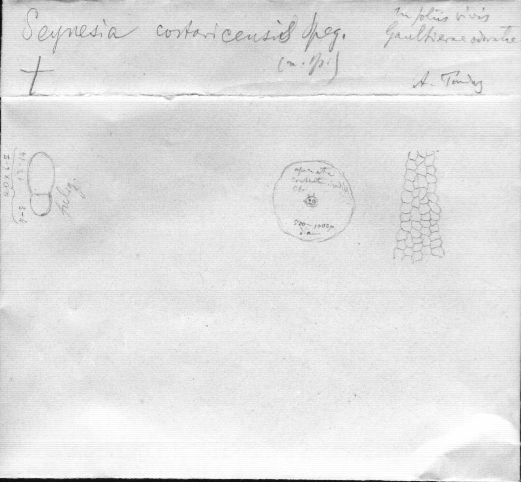 dibujo de Seynesia costaricensis Speg.