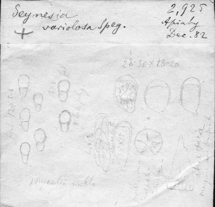 dibujo de Seynesia variolosa Speg.