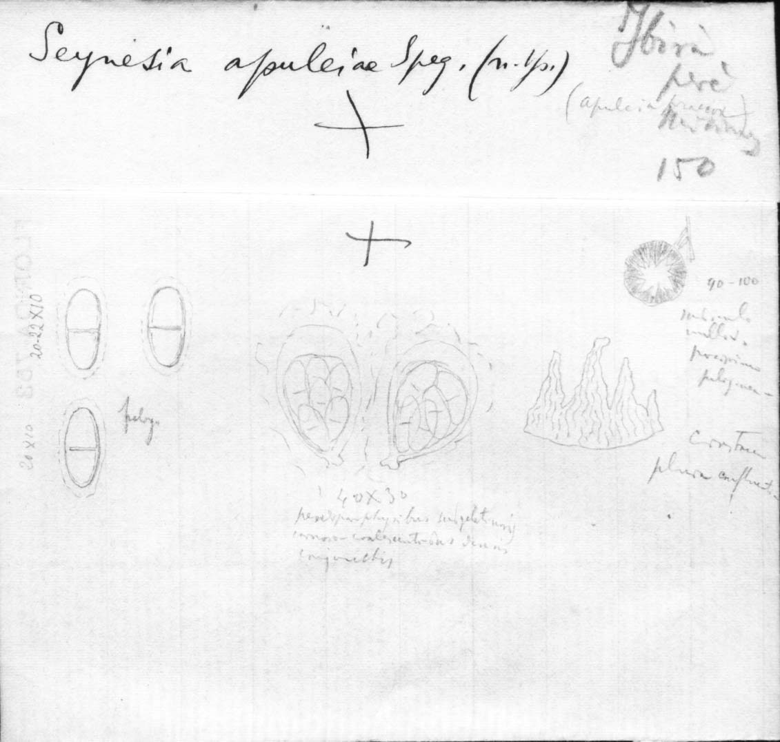 dibujo de Seynesia apuleiae Speg.