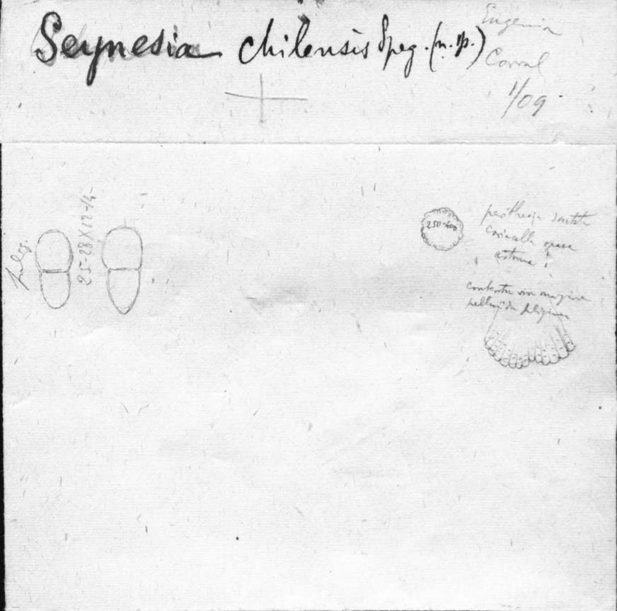 dibujo de Seynesia chilensis Speg.