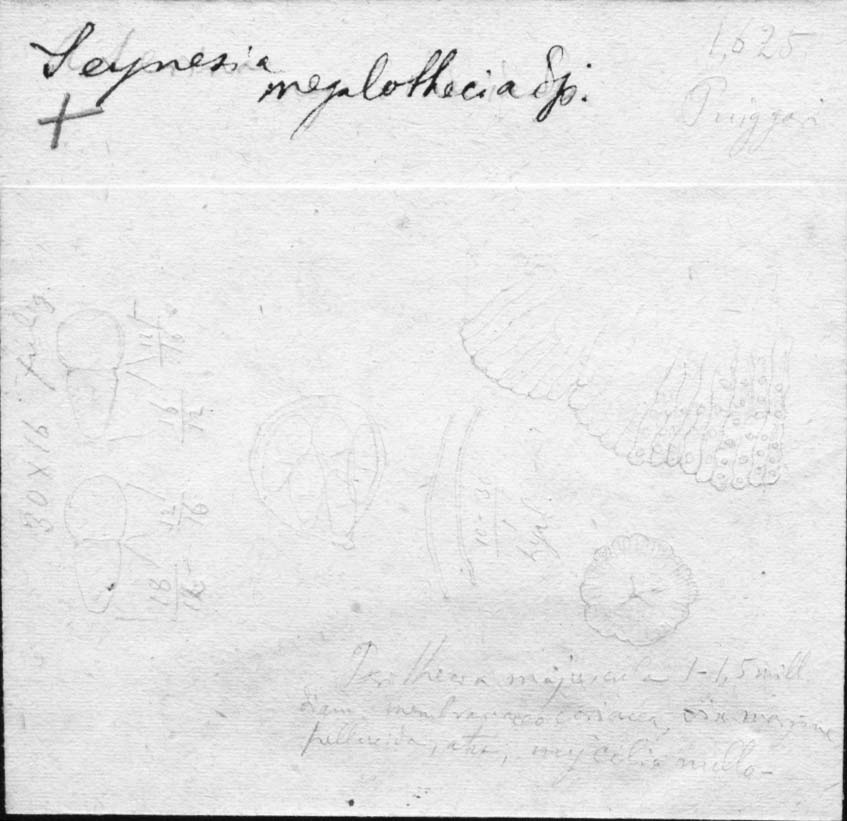 dibujo de Seynesia megalothecia Speg.