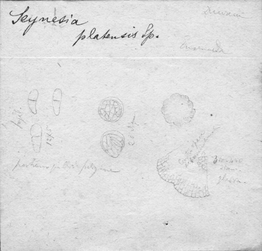 drawing of Seynesia platensis Speg.