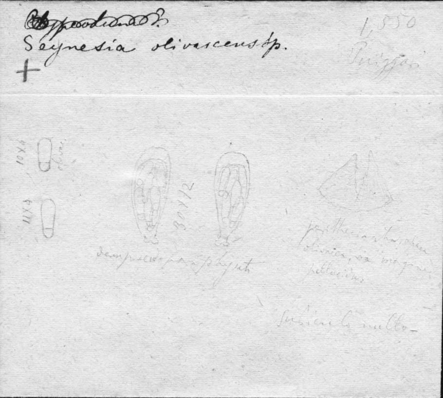 dibujo de Seynesia olivascens Speg.