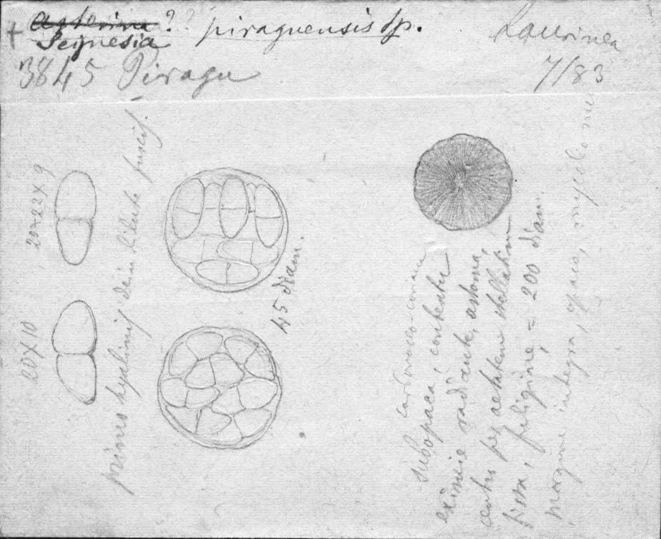 dibujo de Seynesia piraguensis Speg.