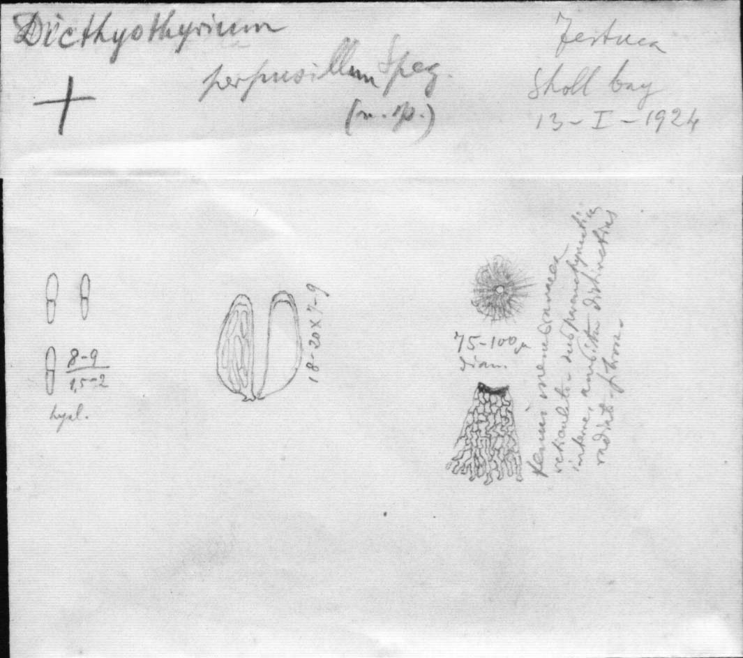 dibujo de Dictyothyrium perpusilla Speg.