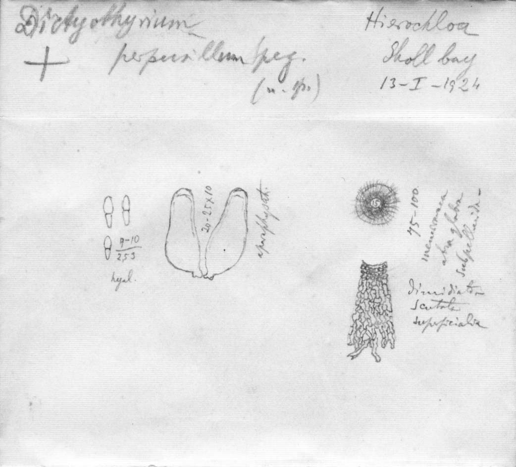 dibujo de Dictyothyrium perpusilla Speg.