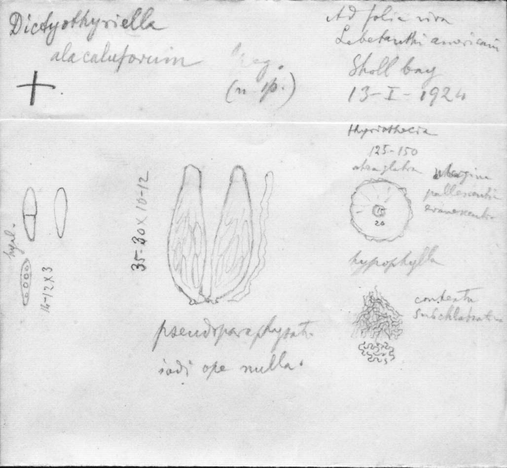 dibujo de Dictyothyriella alacalluforum Speg.
