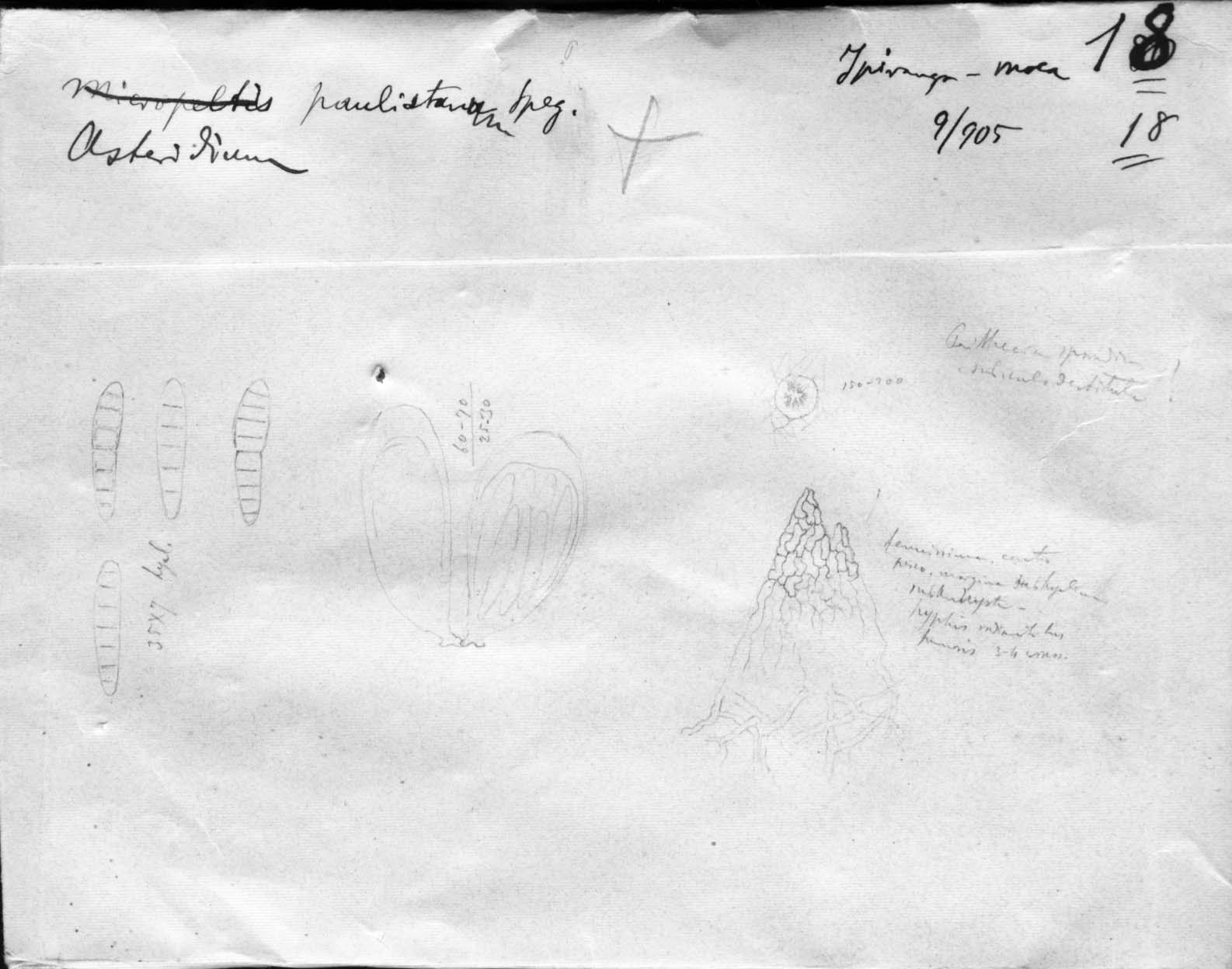 dibujo de Asteridium paulistanum Speg.
