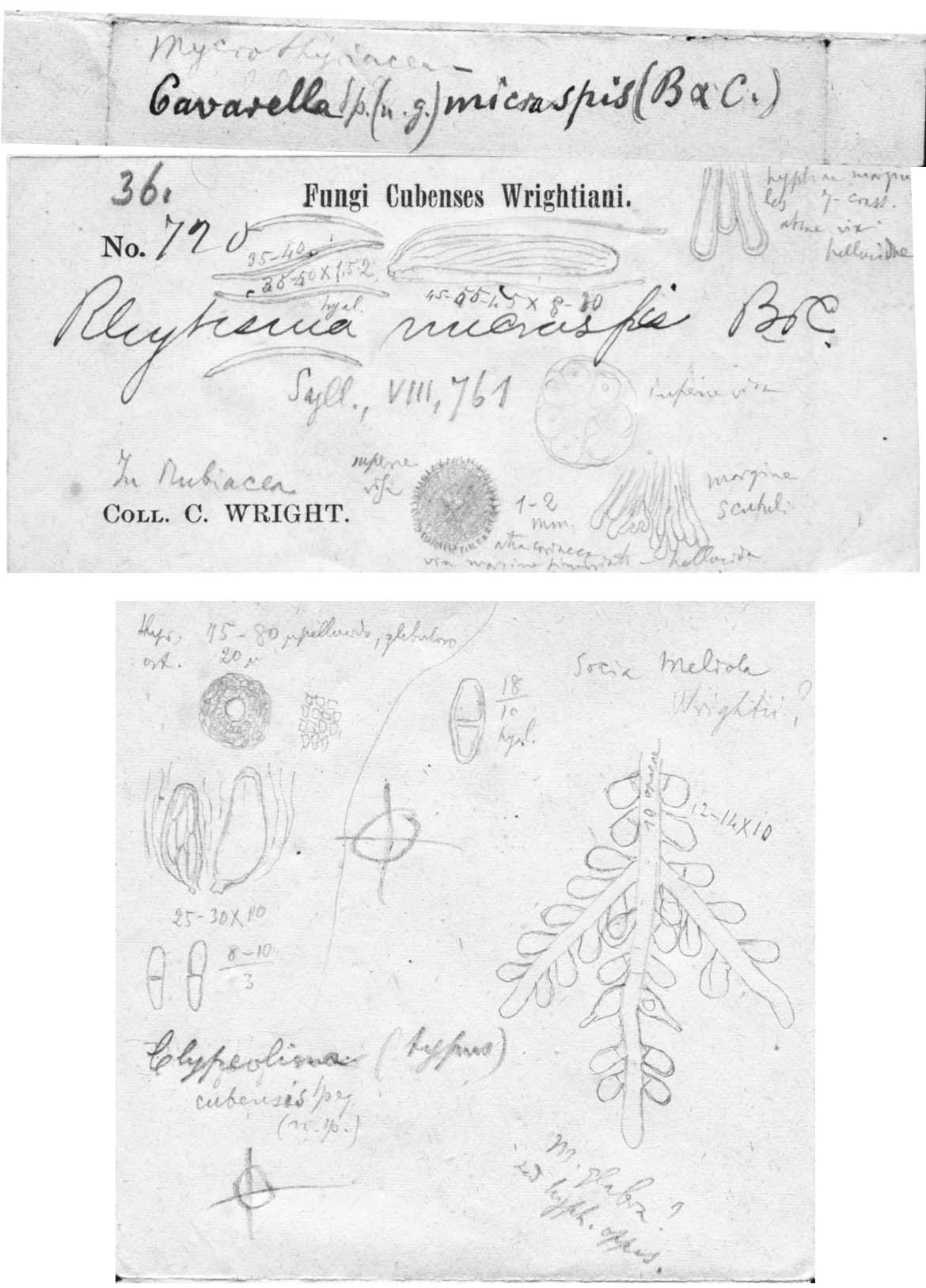 dibujo de Cavaraella micraspis (Berk. & M.A. Curtis) Speg.