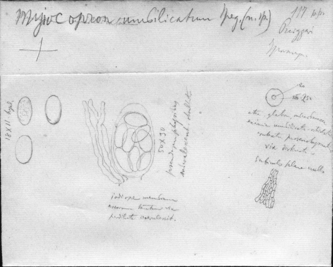 dibujo de Myiocopron umbilicatum Speg.