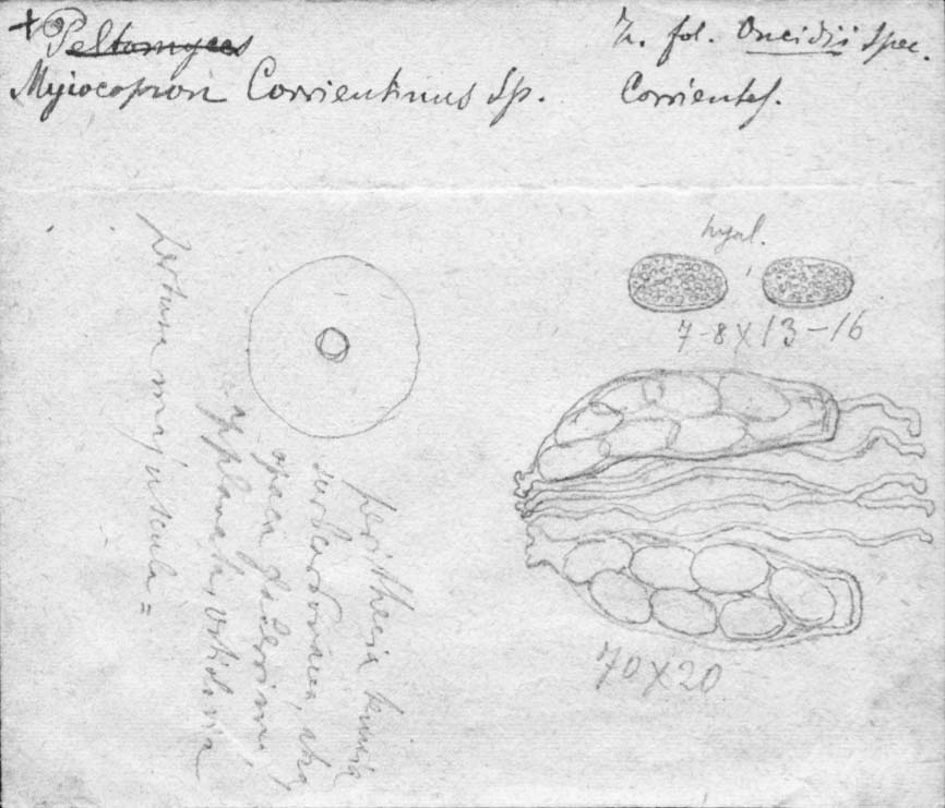 dibujo de Myiocopron corrientinum Speg.