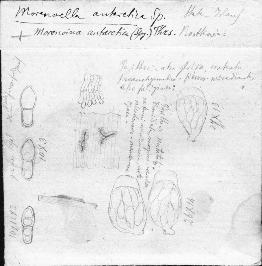 drawing of Morenoella antarctica Speg.