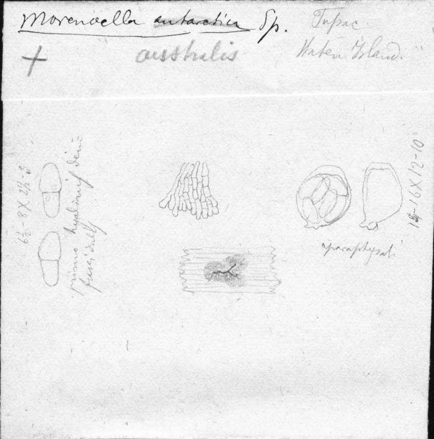 dibujo de Morenoella australis Speg.