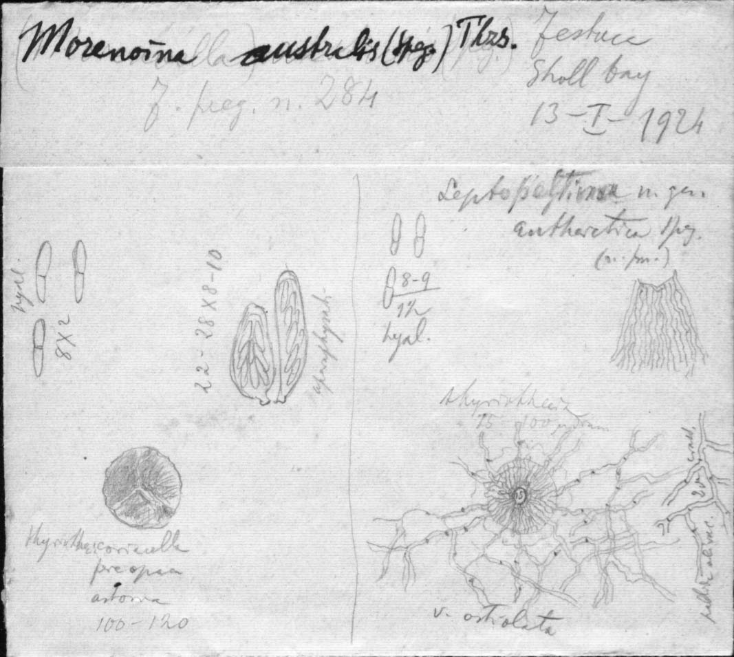 dibujo de Leptopeltina antarctica Speg.