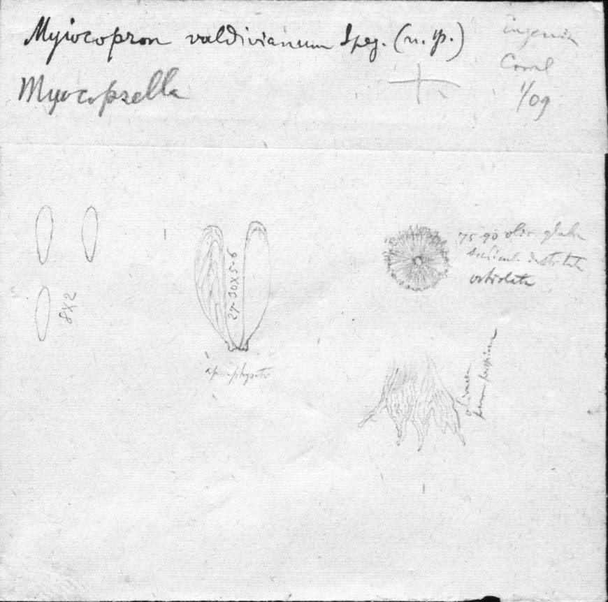 dibujo de Myiocopron valdivianum Speg.