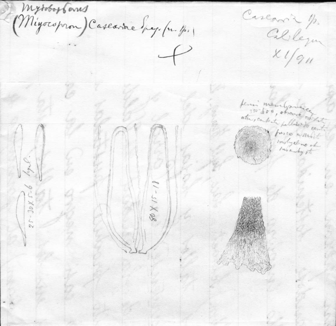 dibujo de Myiocopron caseariae Speg.