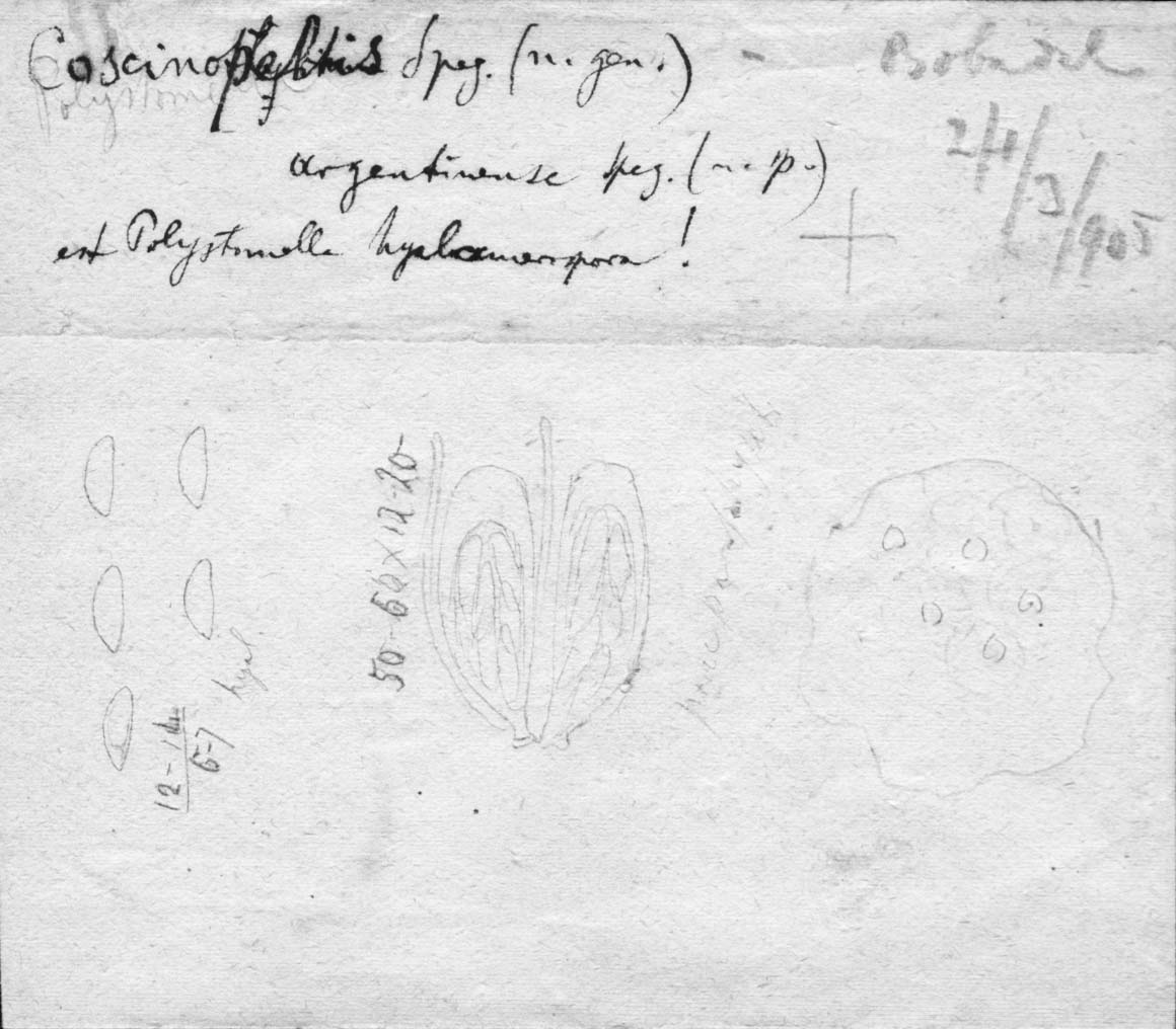 dibujo de Munkiella caa-guazu Speg.