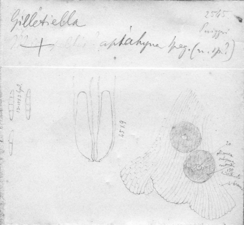 drawing of Gilletiella apiahyna Speg.