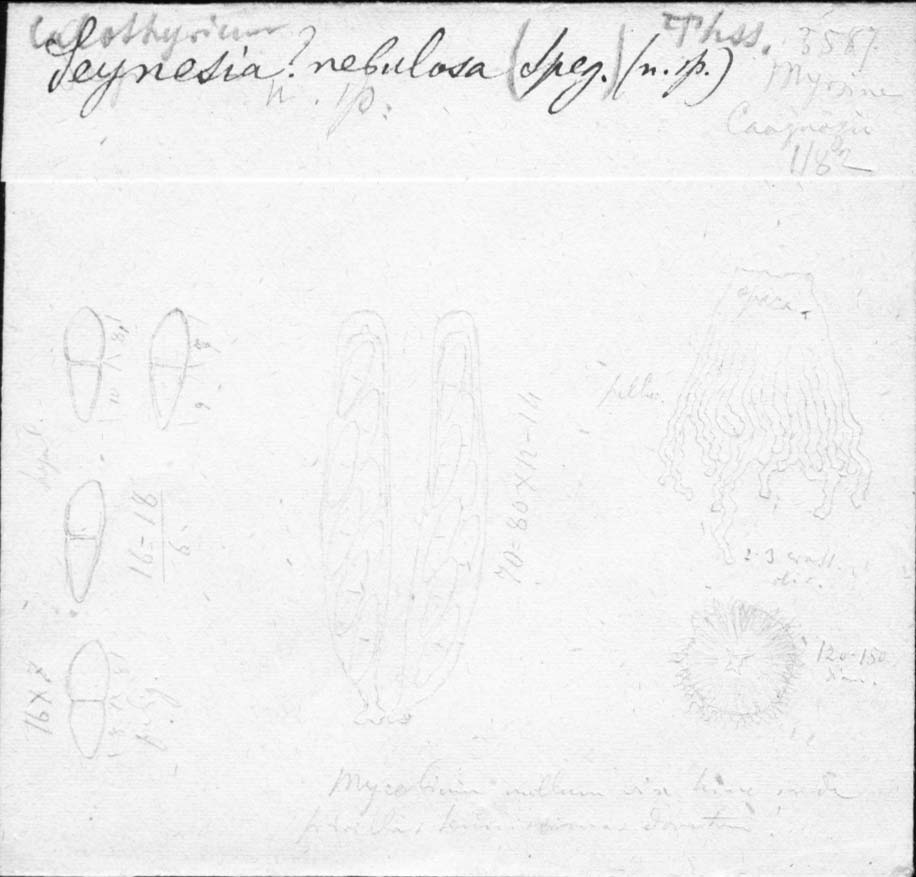 dibujo de Seynesia nebulosa Speg.